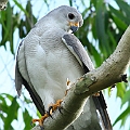 Grey Goshawk<br />Canon EOS 7D + EF300 F2.8L III + EF2xIII
